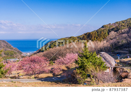 （静岡県）河津桜咲く、西伊豆・石部の棚田 87937387