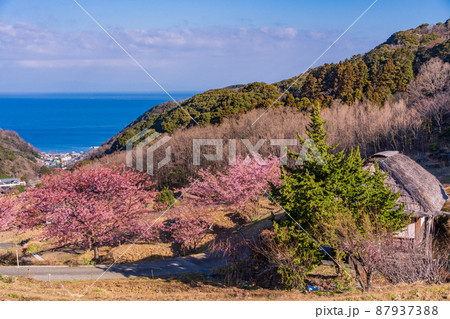 （静岡県）河津桜咲く、西伊豆・石部の棚田 87937388