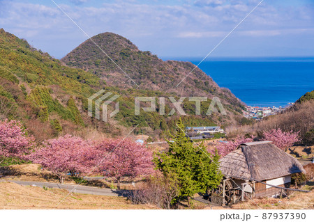 （静岡県）河津桜咲く、西伊豆・石部の棚田 87937390