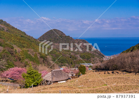 （静岡県）河津桜咲く、西伊豆・石部の棚田 87937391
