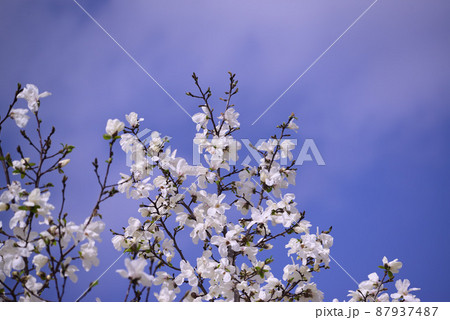 春の訪れを告げる白木蓮の花 87937487