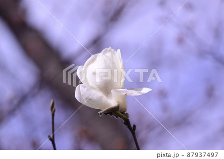 春の訪れを告げる白木蓮の花 春の訪れを告げる白木蓮の花 87937497