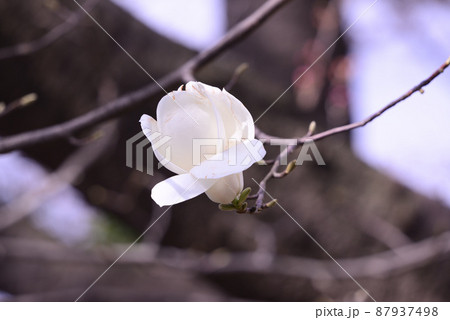 春の訪れを告げる白木蓮の花 春の訪れを告げる白木蓮の花 87937498