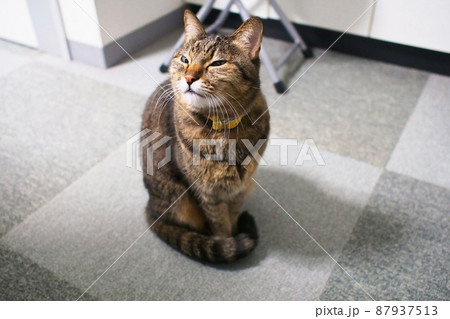 かしこまって座る猫（目を細める） 87937513