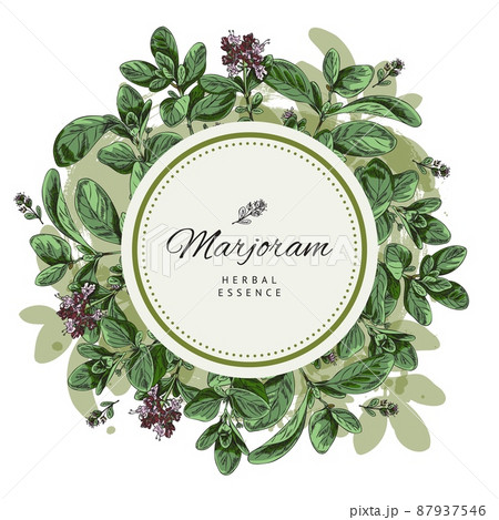 Hand drawn marjoram banner with text in circle, colored sketch vector illustration isolated on white background. Hand drawn marjoram banner with text in circle, colored sketch vector illustration isolated on white background. 87937546
