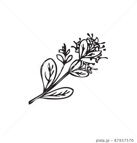 Hand drawn marjoram branch with blooming flowers, sketch vector illustration isolated on white background. 87937570
