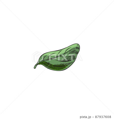 Marjoram or oregano leaf for cosmetic and culinary vector illustration isolated. 87937608