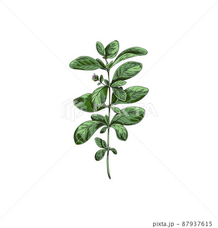 Vegetable marjoram leaves on branch, spice for cooking - sketch vector illustration isolated on white background. Vegetable marjoram leaves on branch, spice for cooking - sketch vector illustration isolated on white background. 87937615
