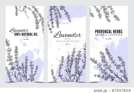 Lavender herbs and aromatic oil banners set engraving vector illustration. 87937659