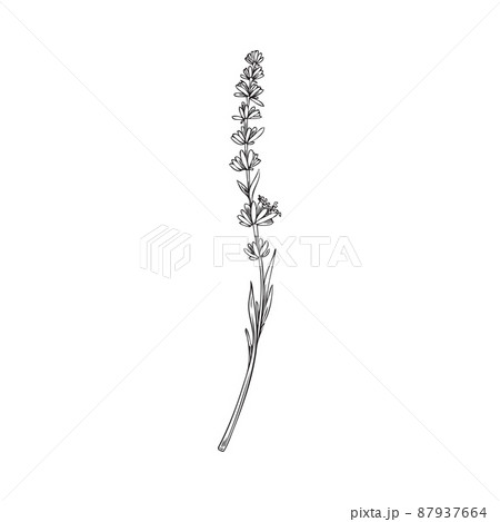 Vector lavender hand drawn botanical illustration flower drawing 16190918  Vector Art at Vecteezy