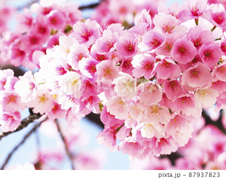 満開の大寒桜・名古屋 87937823