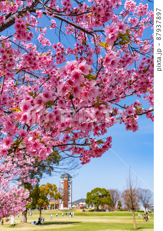春の農業文化園・戸田川緑地、満開の河津桜〈愛知県名古屋市〉 87937897