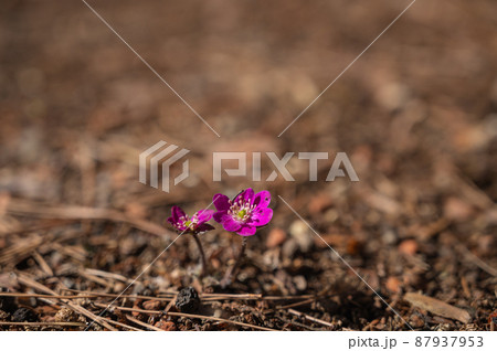 紫色の雪割草 87937953