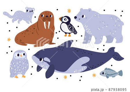Cute arctic and polar animals. Antarctica inhabitants. Northern mammals, birds and fish. Killer whale. Isolated puffin or fox. Adorable walrus. White bear and owl. Vector north fauna set Cute arctic and polar animals. Antarctica inhabitants. Northern mammals, birds and fish. Killer whale. Isolated puffin or fox. Adorable walrus. White bear and owl. Vector north fauna set 87938095