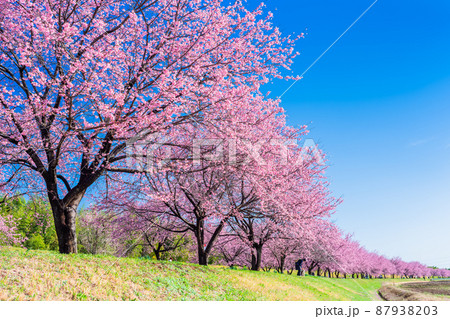 埼玉　北浅羽桜堤公園の安行寒桜 87938203