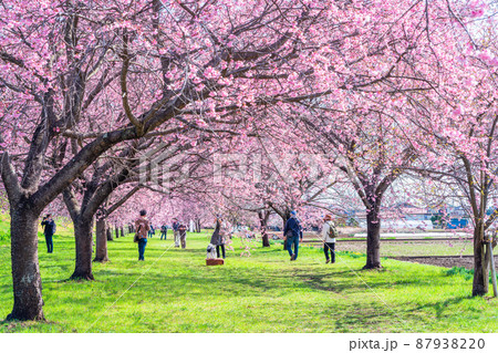 埼玉　北浅羽桜堤公園の安行寒桜 87938220