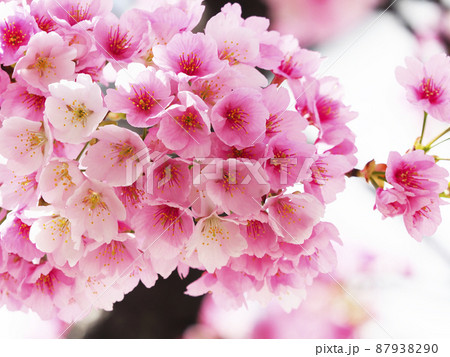満開の大寒桜・名古屋 87938290