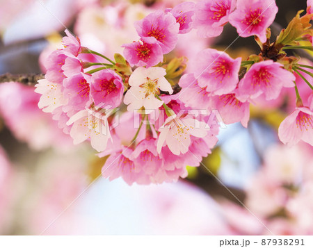 満開の大寒桜・名古屋 満開の大寒桜・名古屋 87938291