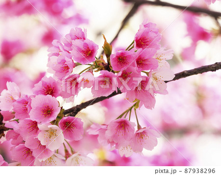 満開の大寒桜・名古屋 満開の大寒桜・名古屋 87938296