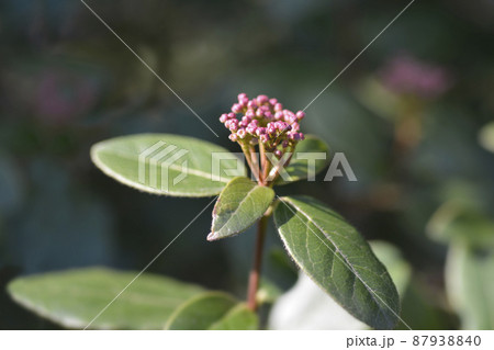 Laurustinus 87938840