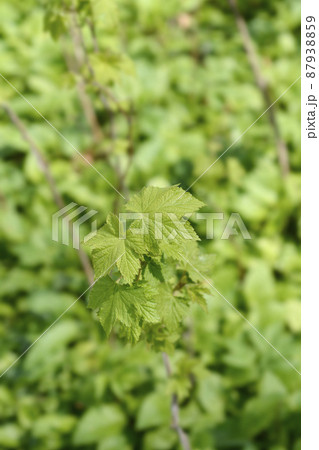 Flowering raspberry 87938859