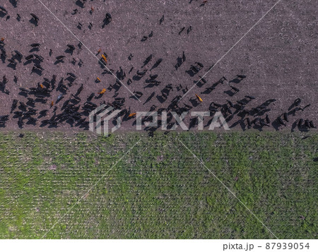 Cows aerial view, Buenos Aires,Argentina 87939054