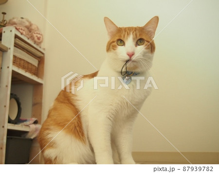 いたずらっ子(猫) いたずらっ子(猫) 87939782
