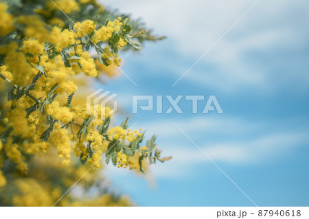 ミモザと青空 87940618