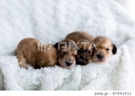 仔犬　カニンヘンダックスフンド 87941012