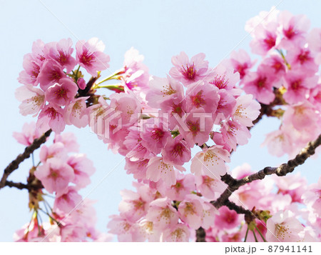 満開の大寒桜 名古屋の写真素材