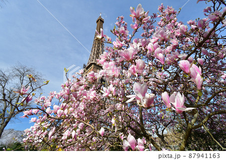 フランス・パリ、エッフェル塔とモクレンの花。2022年3月14日撮影。 87941163