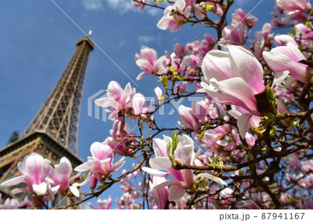 フランス・パリ、エッフェル塔とモクレンの花。2022年3月14日撮影。 フランス・パリ、エッフェル塔とモクレンの花。2022年3月14日撮影。 87941167