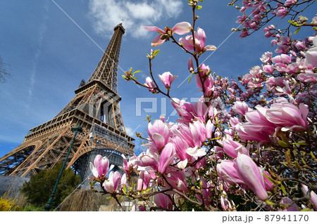 フランス・パリ、エッフェル塔とモクレンの花。2022年3月14日撮影。 フランス・パリ、エッフェル塔とモクレンの花。2022年3月14日撮影。 87941170