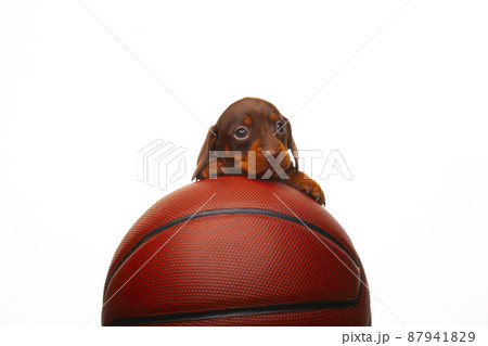 image of dog basketball white background image of dog basketball white background 87941829
