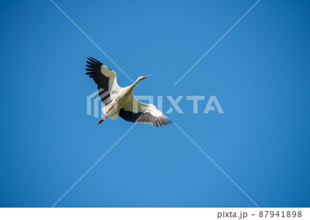 White stork in flight against a blue sky 87941898