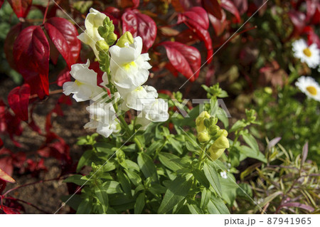 白色の金魚草 87941965
