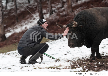 Fighter Bull whispers, A man who training a bull on a snowy winter day in a forest meadow and preparing him for a fight in the arena. Bullfighting concept.  87942398