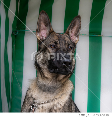 A portrait of a young German Shepherd. Striped pattern in the background A portrait of a young German Shepherd. Striped pattern in the background 87942810