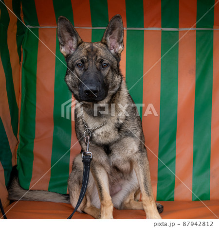 A portrait of a young German Shepherd. Striped pattern in the background A portrait of a young German Shepherd. Striped pattern in the background 87942812