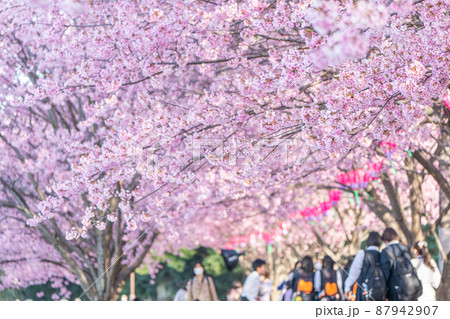 Kanzakura] Hachisuka Sakura in Tokushima - Stock Photo