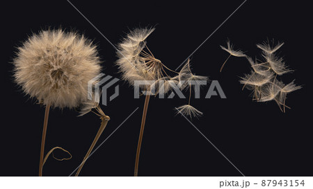 dandelion seeds fly from a flower on a dark background. botany and bloom growth propagation dandelion seeds fly from a flower on a dark background. botany and bloom growth propagation 87943154