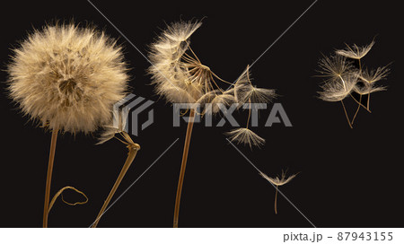 dandelion seeds fly from a flower on a dark background. botany and bloom growth propagation. 87943155