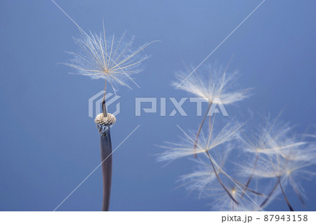 Dandelion seeds flying next to a flower on a blue background. botany and the nature of flowers Dandelion seeds flying next to a flower on a blue background. botany and the nature of flowers 87943158