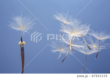 Dandelion seeds flying next to a flower on a blue background. botany and the nature of flowers Dandelion seeds flying next to a flower on a blue background. botany and the nature of flowers 87943159