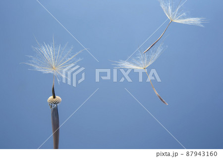 Dandelion seeds flying next to a flower on a blue background. botany and the nature of flowers Dandelion seeds flying next to a flower on a blue background. botany and the nature of flowers 87943160