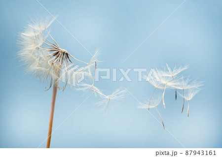 Dandelion seeds flying next to a flower on a blue background. botany and the nature of flowers Dandelion seeds flying next to a flower on a blue background. botany and the nature of flowers 87943161