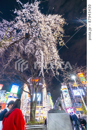 日本の東京都市景観 3月21日まん延防止最終日。賑わう渋谷…ハチ公…記念のしだれ桜が見頃に=21日 日本の東京都市景観 3月21日まん延防止最終日。賑わう渋谷…ハチ公…記念のしだれ桜が見頃に=21日 87943430