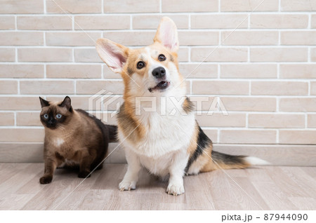 Corgi tricolor and Thai cat on the background of a brick wall. Corgi tricolor and Thai cat on the background of a brick wall. 87944090