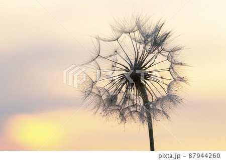 Dandelion silhouetted against the sunset sky. Nature and botany of flowers 87944260