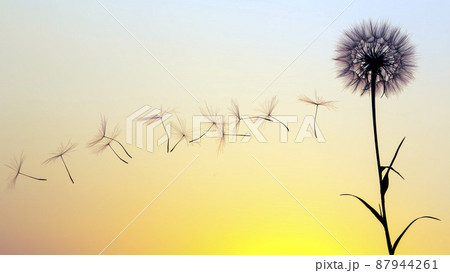 Silhouettes of flying dandelion seeds on the background of the sunset sky. Silhouettes of flying dandelion seeds on the background of the sunset sky. 87944261